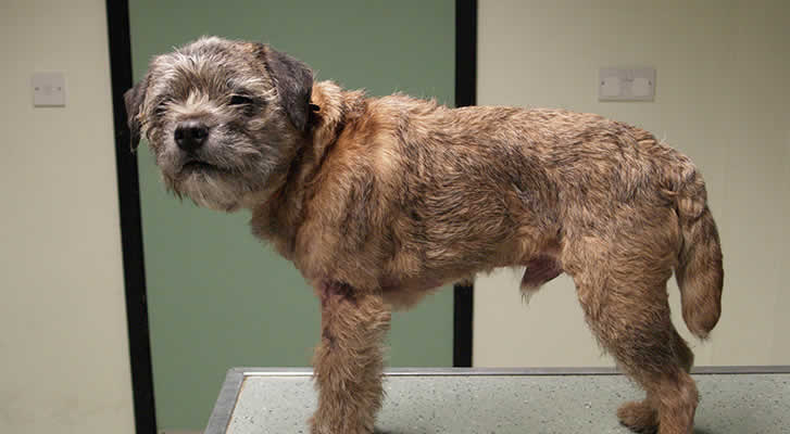 Calcinosis cutis in a border terrier after 5 months Leicester skin vet