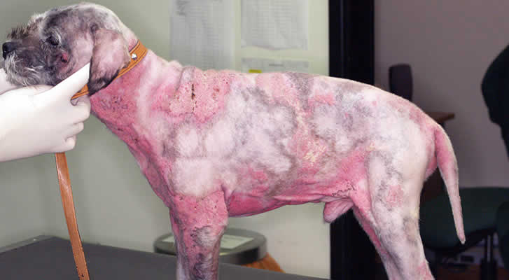 Calcinosis cutis in a border terrier Leicester skin vet