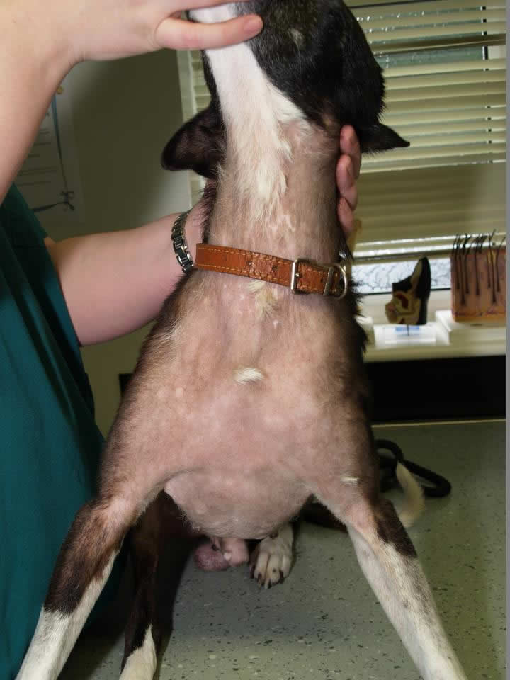 Mickey at Leicester Skin vet showing alopecia over his body from a sertoli cell tumour