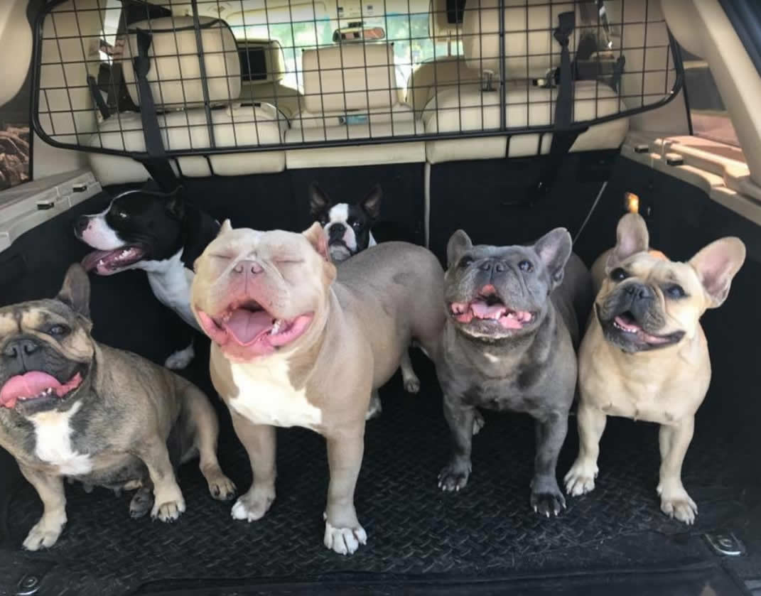 Spike an american bulldog with ear problems in car with his french bulldog friends