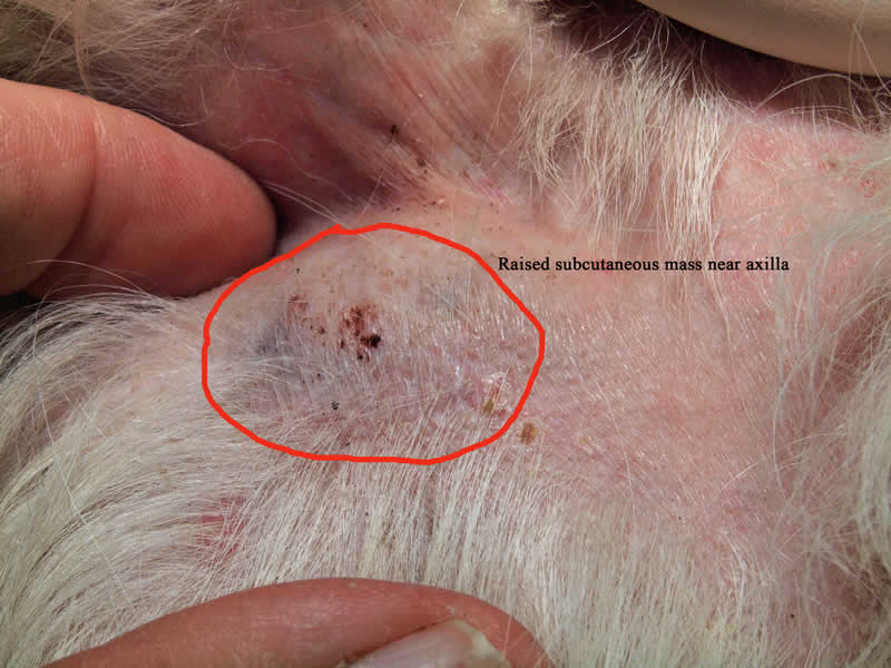 Mast Cell Tumour subdermal near axilla of Pekingese