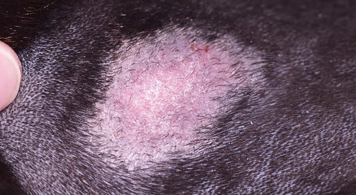 Pyotraumatic Dermatitis after 5 days Laser therapy