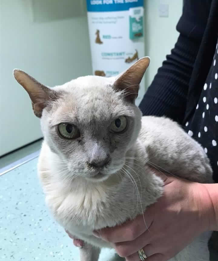 Cat Freddie who underwent ear surgery at Leicester Skin Vet