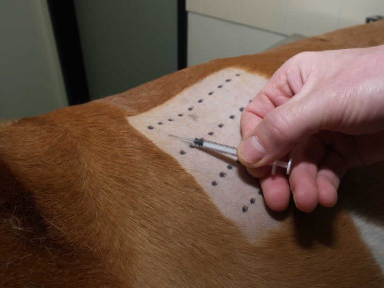 About Us Vet Dermatologist Dog Ear Surgery