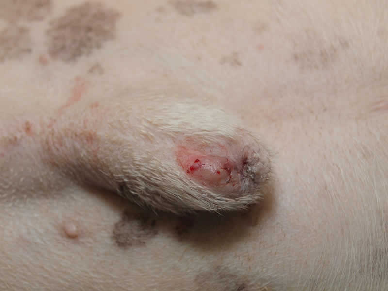 Mast Cell Tumour (MCT) on prepuce of Staffordshire Bull Terrier