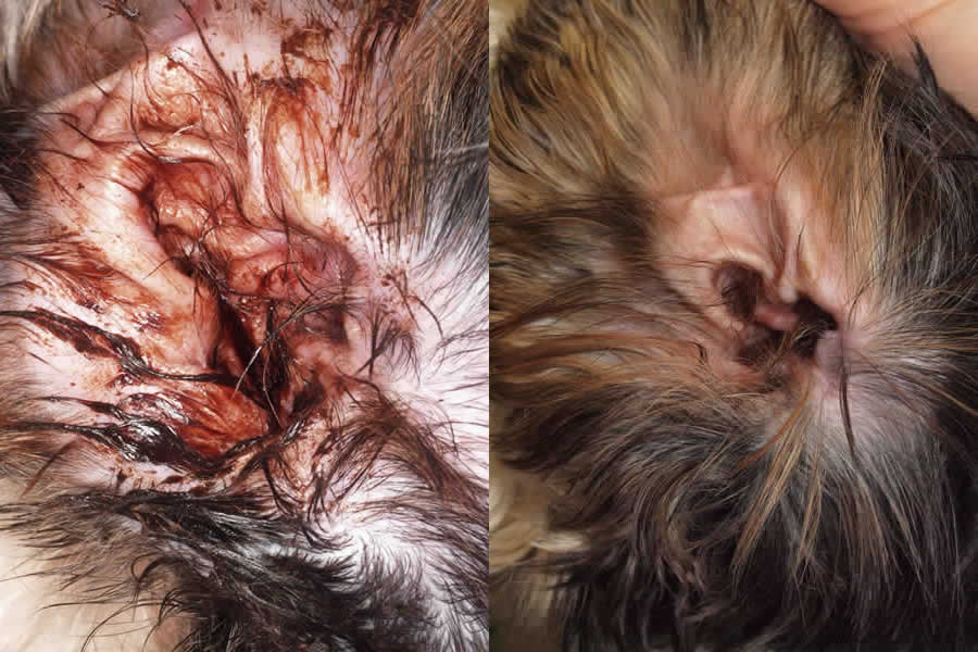 Pseudomonas Otitis Before And After Treatment