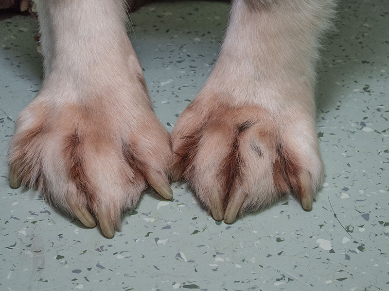 Pododermatitis A Common Problem With Many Causes