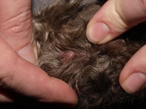 Inverted Papilloma on Dog's Foot