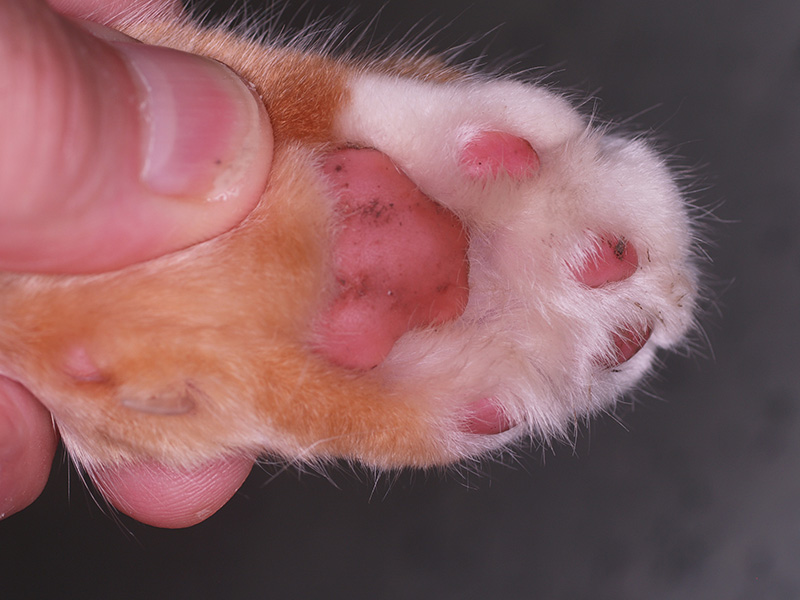 Pododermatitis A Common Problem With Many Causes