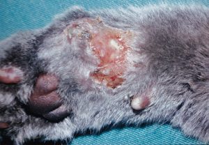 Cowpox Ulcer in Cat Foot