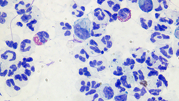 Cytology GSD Pyoderma