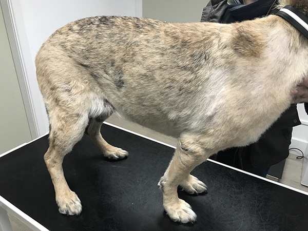 GSD Pyoderma after 6 weeks treatment