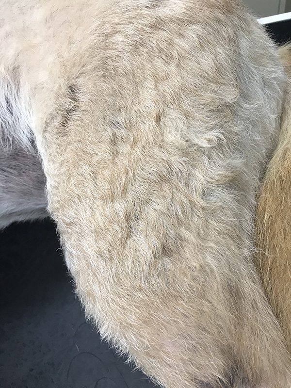 GSD Pyoderma thigh after 6 weeks treatment