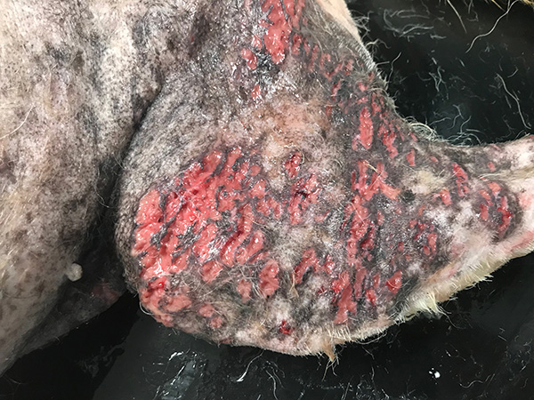 Furunculosis caused by GSD Pyoderma