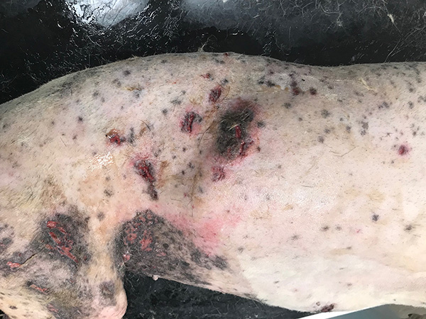 Early lesions of GSD pyoderma