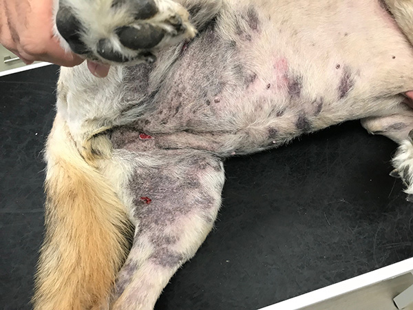 GSD pyoderma after 3 weeks treatment
