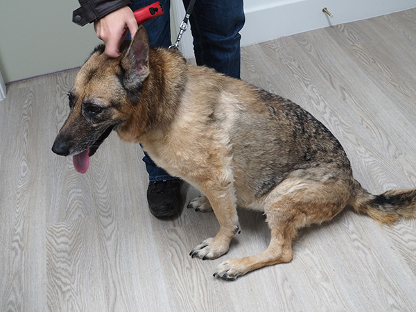 GSD pyoderma after 2 months treatment.