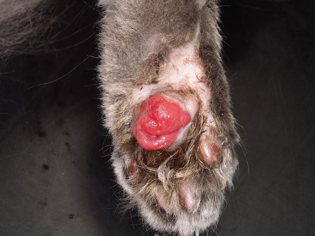 Cat metatarsal pad prolapsed with plasma cell pododermatitis