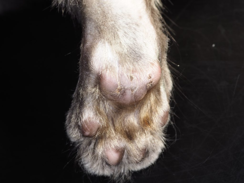 Plasma Cell Pododermatitis 2 weeks after CO2 laser excision