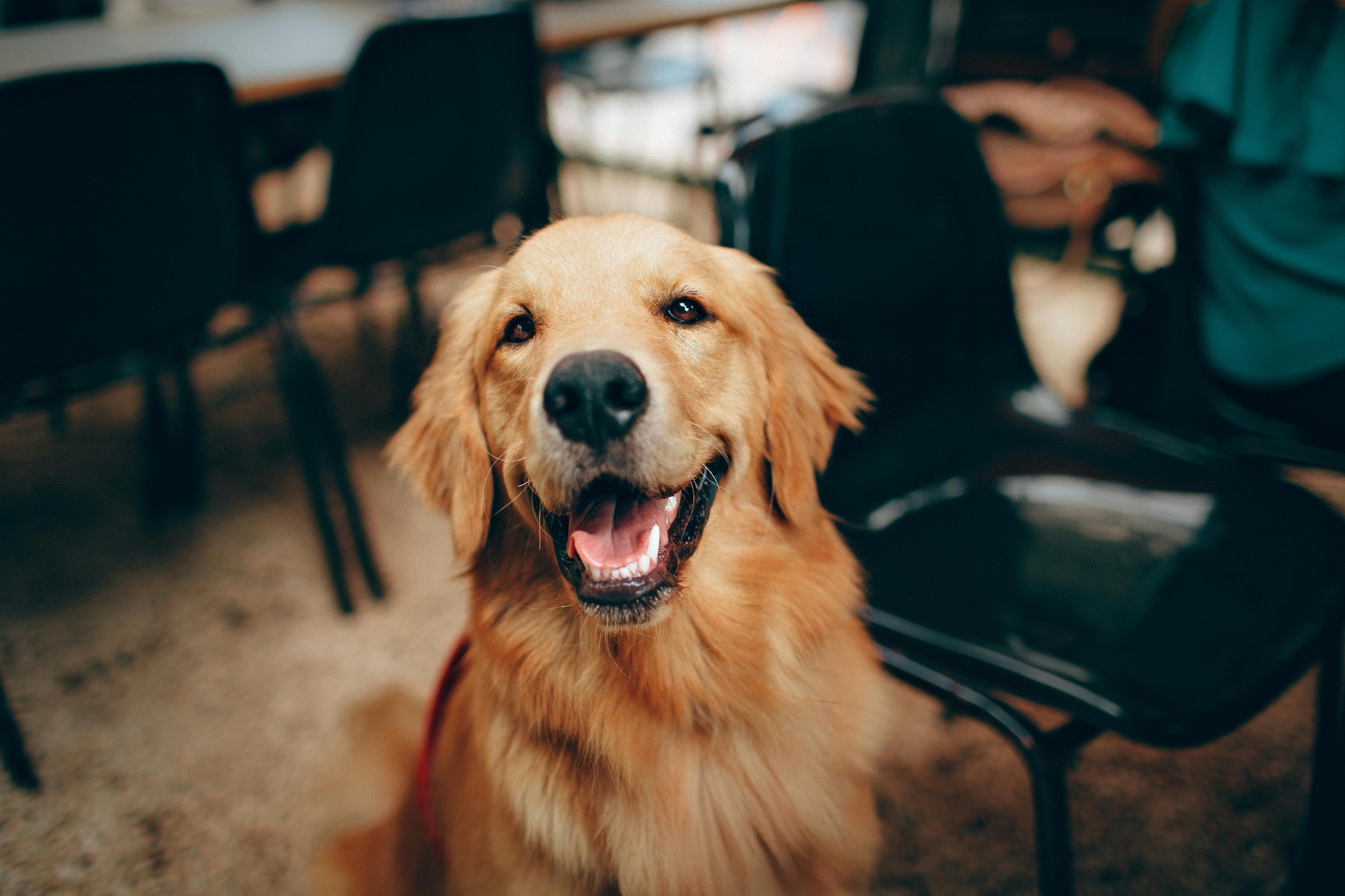 Smiling golden retriever sitting indoors on a chair