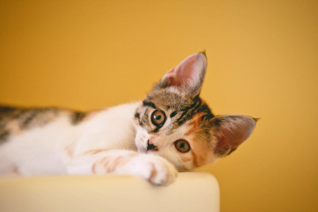 Calico kitten lying down with paws forward and looking at camera on warm yellow background.