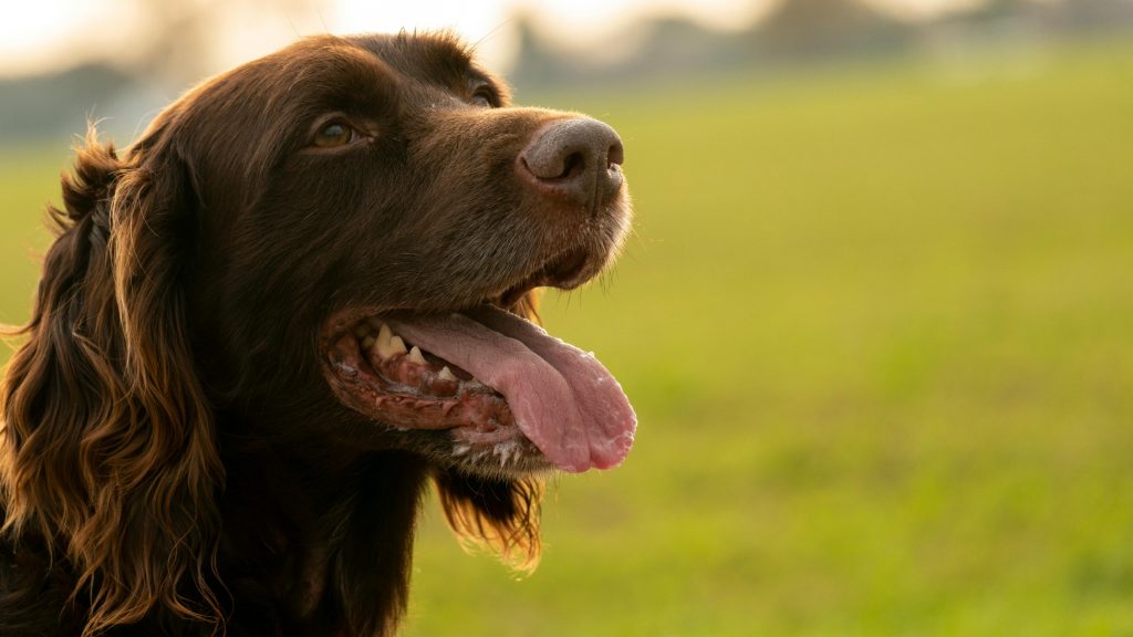Brown dog panting in grassy field