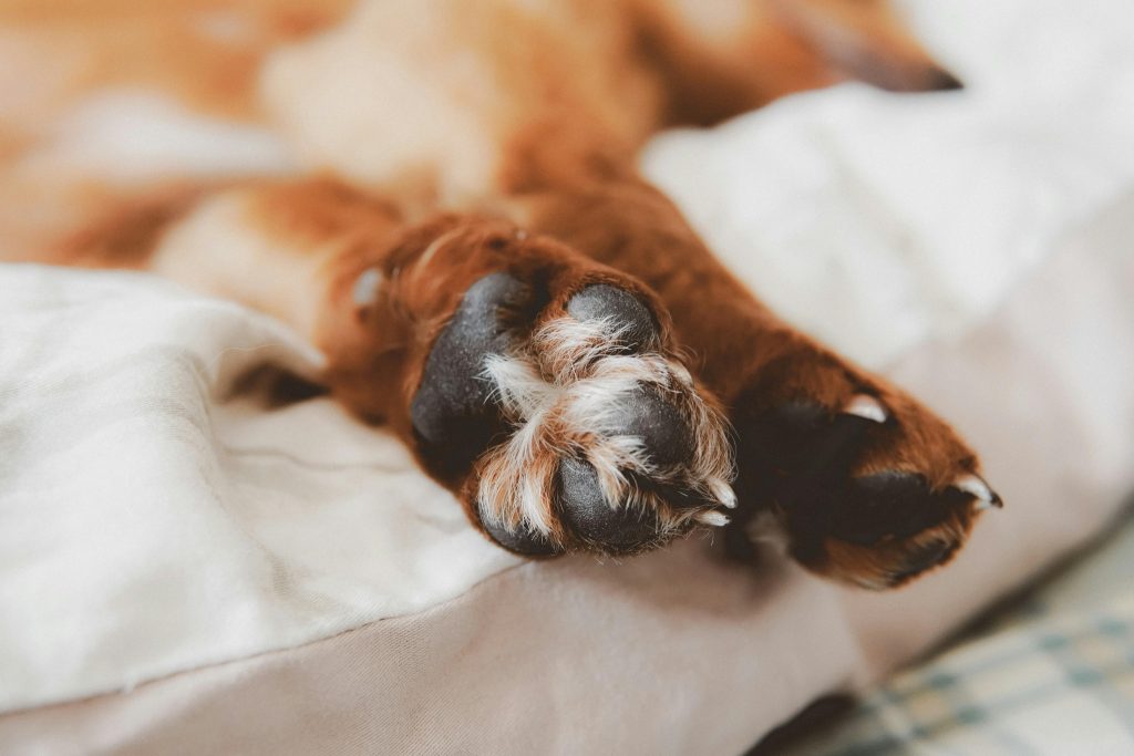 Close up of dog paws resting on bed