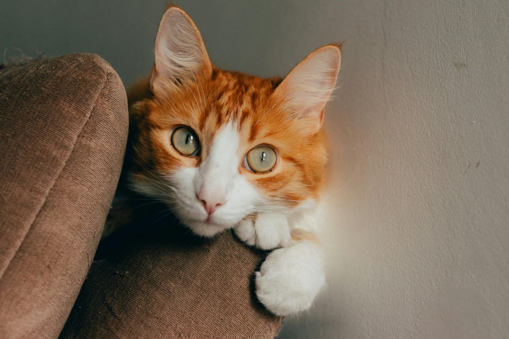 Close-up of an orange and white cat resting on a sofa arm with bright green eyes