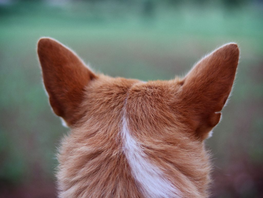 Dog Ear Surgery Midlands