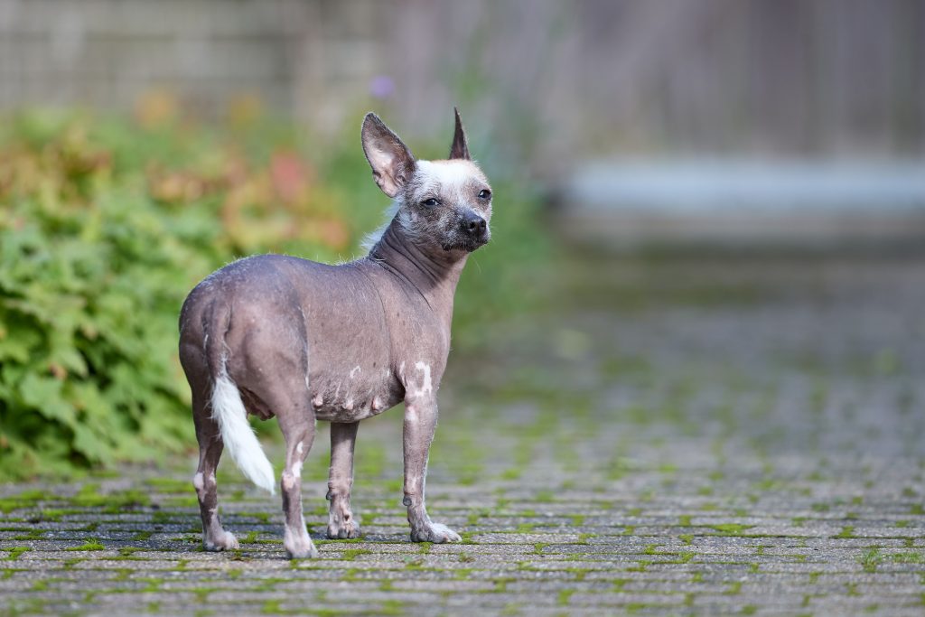 Hairless dog standing outdoors on a paved path